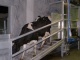 Kühe beim Verlassen der Melkanlage
